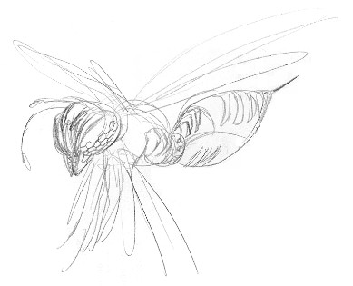 Sketch of her wasp beast form