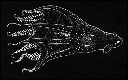 Vampyroteuthis Infernalis